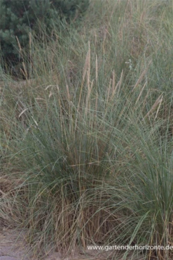 Gewöhnlicher Strandhafer -Vier Jahreszeiten P2000199 3 800x800
