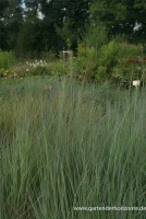 Blaugraues Garten-Präriegras „Prairie Blues“ 4 Blaugraues Garten-Präriegras „Prairie Blues“ – Bild 4