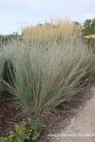 Blaugraues Garten-Präriegras „Prairie Blues“ 5 Blaugraues Garten-Präriegras „Prairie Blues“ – Bild 5