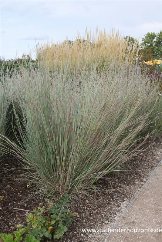Blaugraues Garten-Präriegras „Prairie Blues“ 2 Blaugraues Garten-Präriegras „Prairie Blues“ – Bild 2
