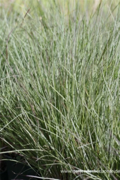 Blaugraues Garten-Präriegras „Prairie Blues“ 8 Blaugraues Garten-Präriegras „Prairie Blues“ -Vier Jahreszeiten P2000216 3 800x800