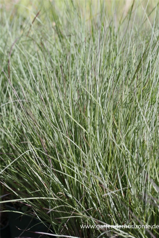 Blaugraues Garten-Präriegras „Prairie Blues“ 3 Blaugraues Garten-Präriegras „Prairie Blues“ – Bild 3