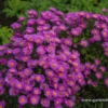 Garten-Kissen-Aster „Heinz Richard“
