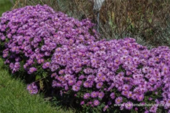 Garten-Kissen-Aster „Rosenwichtel“ -Vier Jahreszeiten P2000478 3 800x800