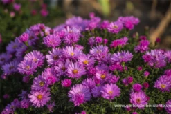 Garten-Kissen-Aster „Rosenwichtel“ -Vier Jahreszeiten P2000478 4 800x800