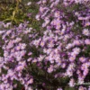 Garten-Myrten-Aster „Pink Star“