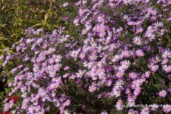 Garten-Myrten-Aster „Pink Star“