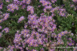 Garten-Myrten-Aster „Pink Star“ -Vier Jahreszeiten P2000537 3 800x800