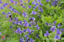 Baptisia Australis -Vier Jahreszeiten P2000690 3 800x800
