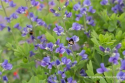 Baptisia Australis -Vier Jahreszeiten P2000690 4 800x800