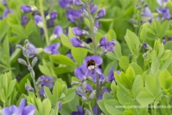 Baptisia Australis -Vier Jahreszeiten P2000690 5 800x800