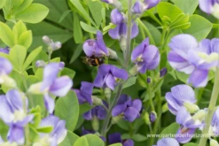 Baptisia Australis -Vier Jahreszeiten P2000690 6 800x800