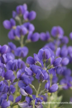 Baptisia Australis -Vier Jahreszeiten P2000690 8 800x800