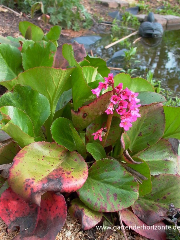 Altai-Bergenie 1 Altai-Bergenie