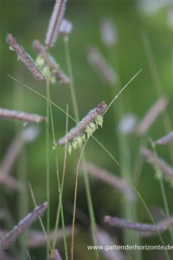 Schlankes Moskitogras -Vier Jahreszeiten P2000739 3 800x800
