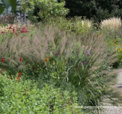 Diamant-Reitgras -Vier Jahreszeiten P2000756 3 800x800