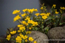 Sumpf-Dotterblume -Vier Jahreszeiten P2000770 1 800x800