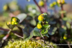Sumpf-Dotterblume -Vier Jahreszeiten P2000770 2 800x800