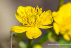 Sumpf-Dotterblume -Vier Jahreszeiten P2000770 3 800x800