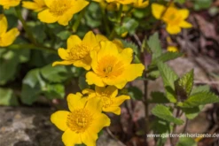 Sumpf-Dotterblume -Vier Jahreszeiten P2000770 4 800x800