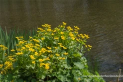 Sumpf-Dotterblume -Vier Jahreszeiten P2000770 5 800x800