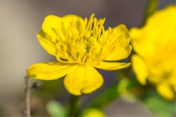 Sumpf-Dotterblume -Vier Jahreszeiten P2000770 9 800x800