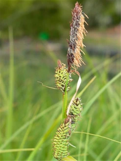 Sumpf-Segge