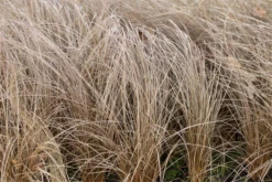 Braune Segge „Bronze“