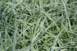 Weißrandige Japan-Segge „Variegata“ -Vier Jahreszeiten P2000866 3 800x800