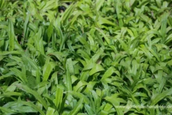 Immergrüne Breitblatt-Segge