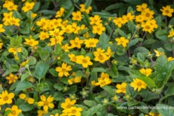 Goldkörbchen „Andre Viette“ -Vier Jahreszeiten P2000984 3 800x800