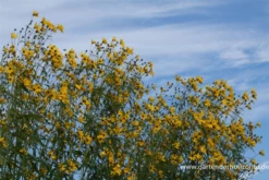 Hohes Mädchenauge -Vier Jahreszeiten P2001057 3 800x800