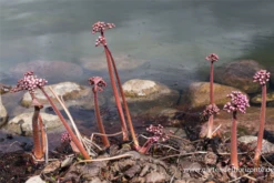 Schildblatt -Vier Jahreszeiten P2001137 3 800x800