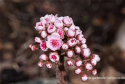 Schildblatt -Vier Jahreszeiten P2001137 4 800x800