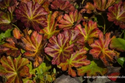 Schildblatt -Vier Jahreszeiten P2001137 5 800x800