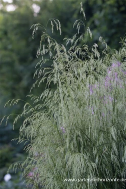 Garten-Schmiele „Goldschleier“ -Vier Jahreszeiten P2001232 3 800x800