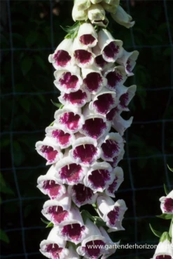 Garten-Fingerhut „Pam´s Choice“