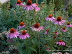 Garten-Scheinsonnenhut „Magnus“
