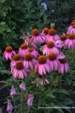 Garten-Scheinsonnenhut „Mistral“