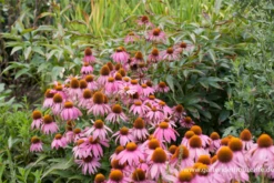 Garten-Scheinsonnenhut „Mistral“ -Vier Jahreszeiten P2001418 3 800x800