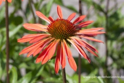 Garten-Scheinsonnenhut „Sundown“