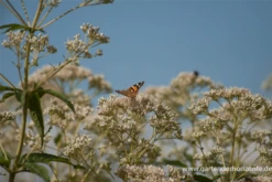 Großer Wasserdost „Album“