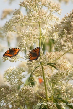 Großer Wasserdost „Album“ -Vier Jahreszeiten P2001537 3 800x800