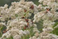 Großer Wasserdost „Album“ -Vier Jahreszeiten P2001537 4 800x800