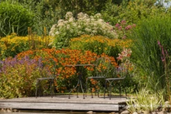 Großer Wasserdost „Album“ -Vier Jahreszeiten P2001537 5 800x800