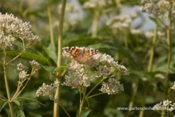 Großer Wasserdost „Album“ -Vier Jahreszeiten P2001537 6 800x800