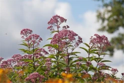 Großer Wasserdost „Atropurpur“