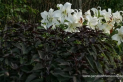 Braunblättriger Garten-Wasserdost „Chocolate“