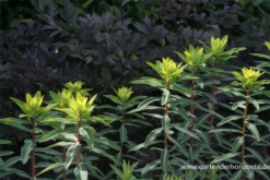 Hohe Garten-Wolfsmilch „Goldener Turm“