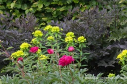 Hohe Garten-Wolfsmilch „Goldener Turm“ -Vier Jahreszeiten P2001560 5 800x800